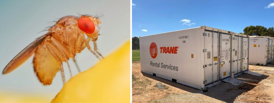Buzzing Success: Temperature-Controlled Triumph in Fruit Fly Control